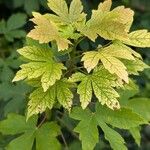 Acer heldreichii 叶