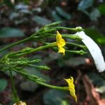 Pseudomussaenda stenocarpa Flower