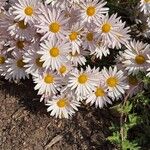 Chrysanthemum zawadzkii Fiore