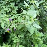 Solanum dulcamara Blomma