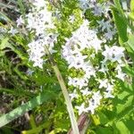 Stenaria nigricans Flower