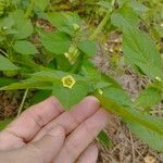 Physalis angulata Blüte