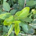 Muehlenbeckia hastulata Hoja