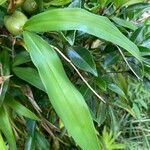 Coelogyne cristata Leaf