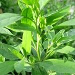 Chenopodium betaceum Кара