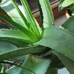 Aloe vera Hoja