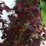 Oxalis hedysaroides Leaf