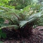 Polystichum polyblepharum Hábito