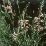 Oenothera suffrutescens Hábitos