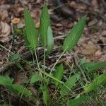 Viola sagittata Blad