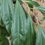 Cocculus laurifolius Leaf