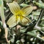 Lactuca orientalis Kvet