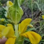 Phlomis lychnitis Λουλούδι