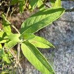 Salvia officinalis Frunză