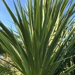 Cordyline australisLeaf