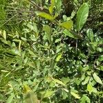 Salix sitchensis List