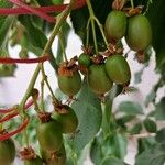 Actinidia arguta Frukt