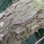 Picea retroflexa Bark