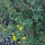 Potentilla argentea Kwiat