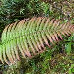 Blechnum cordatum Лист