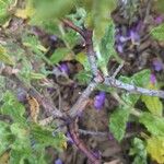 Cistus crispusBark