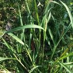 Echinochloa crus-galli পাতা