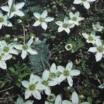 Arenaria ciliata Flor