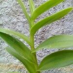 Epidendrum ibaguense Leaf