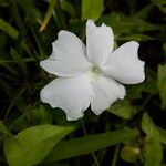 Thunbergia laevis ᱵᱟᱦᱟ