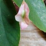 Begonia maculata Flor