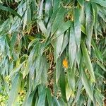 Phyllostachys sulphurea Blatt