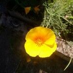 Eschscholzia caespitosa Λουλούδι