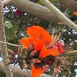 Erythrina caffraFlower