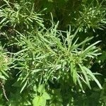 Salix eleagnos Blatt