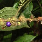 Miconia crenulata Fruit