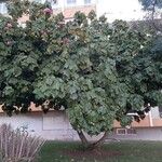 Dombeya wallichii Habit