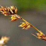 Carex brunnescens Hábitos