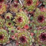 Sempervivum grandiflorum List