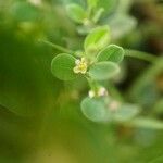 Polygonum aviculare Leaf