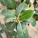 Ficus rubiginosa Folha