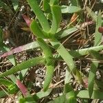 Carpobrotus edulis Folha