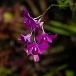 Dendrobium bigibbum Blomst