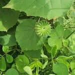 Abutilon indicum Fruit