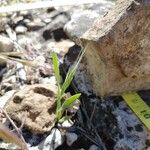 Brachypodium distachyon Levél