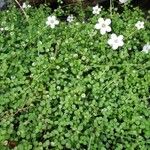 Arenaria balearica Hoja