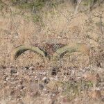 Welwitschia mirabilis Blatt