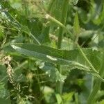 Sonchus palustris Leaf