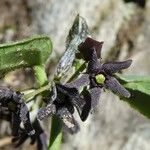 Vincetoxicum nigrum Flower