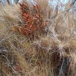 Brachypodium retusum Habitatea