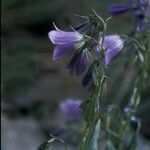 Campanula precatoria Flower